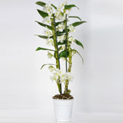Dendrobium Orquídea - Blanca